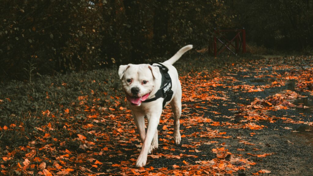Votre chien est-il bien assuré en cas de problème de santé ?