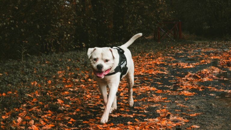 Votre chien est-il bien assuré en cas de problème de santé ?