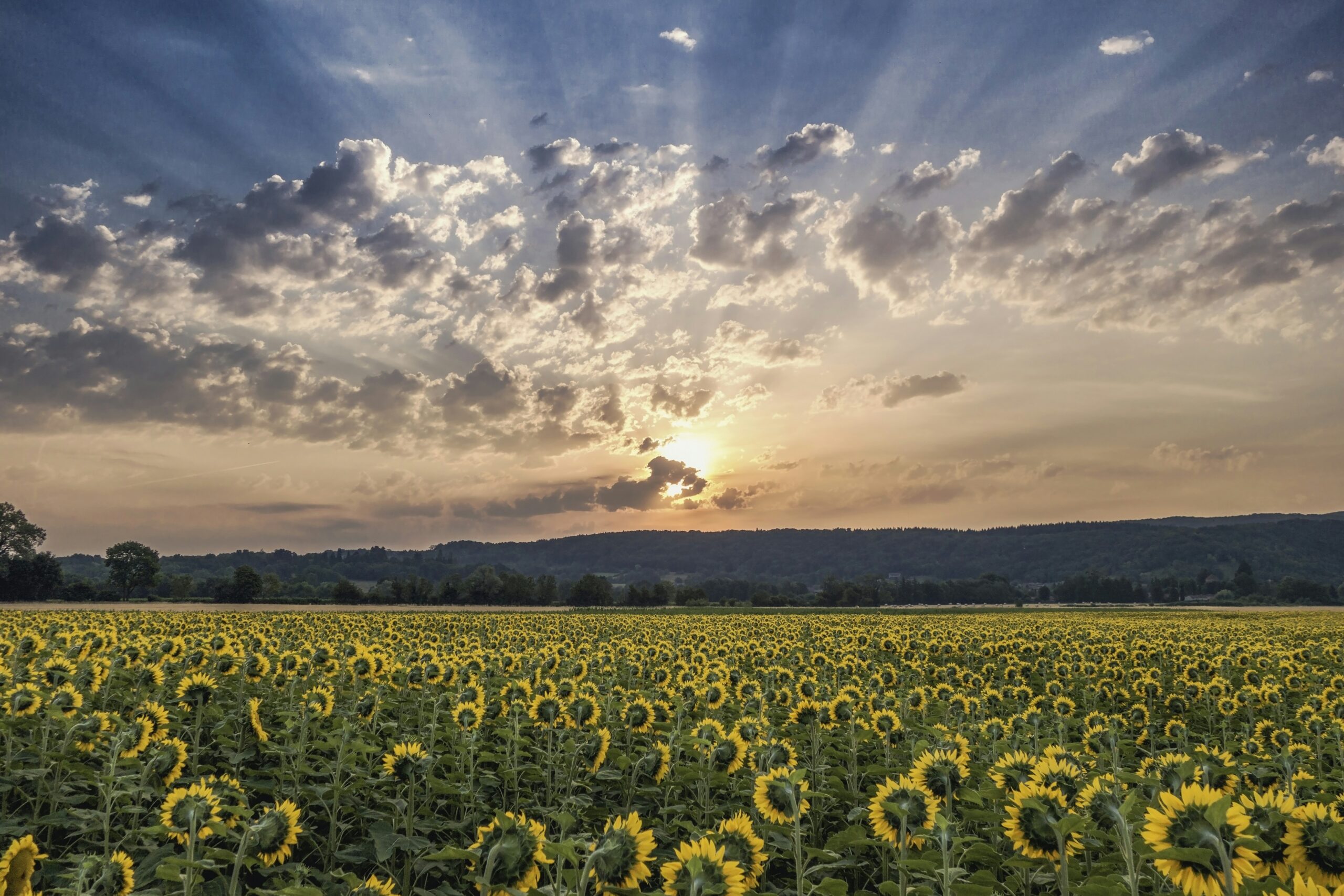 découvrez les services de crédit et d'assurance du crédit agricole, la banque coopérative leader en france.