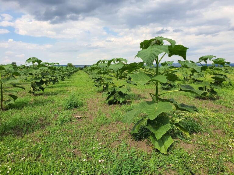 Investir dans les paulownias avec Treesition pour un avenir plus durable