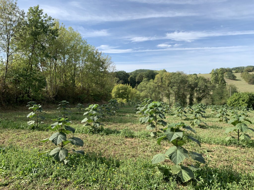 Image Treesition Agroforesterie Impact Écologique