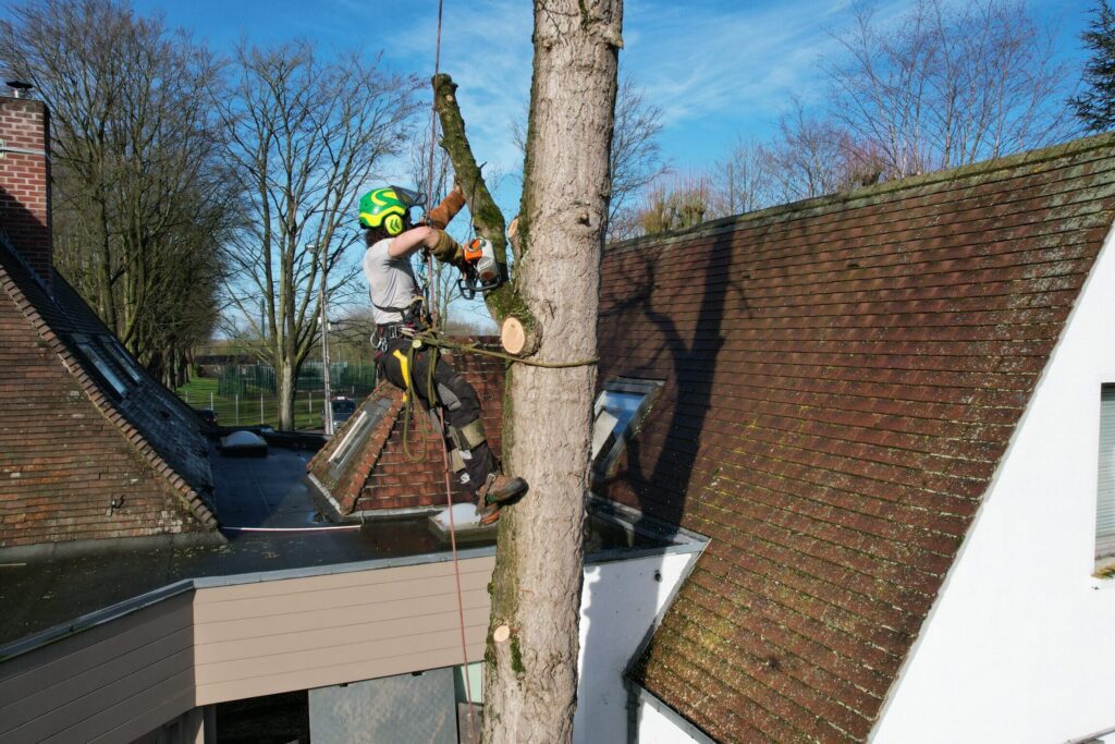 Quelle réglementation s’applique pour les arbres situés en limite de propriété ?