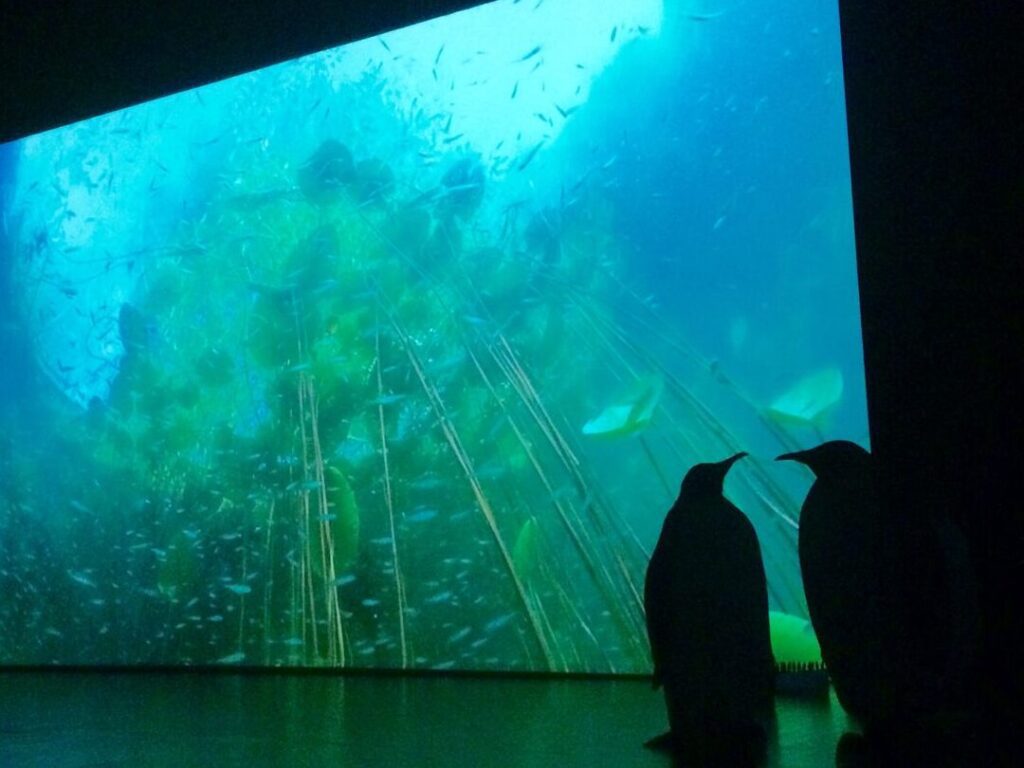 Découvrez l’aquarium de Strasbourg : une immersion dans le monde sous-marin en Alsace