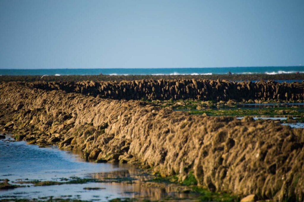 Comment le marché de La Tranche-sur-Mer influence-t-il l’économie locale ?